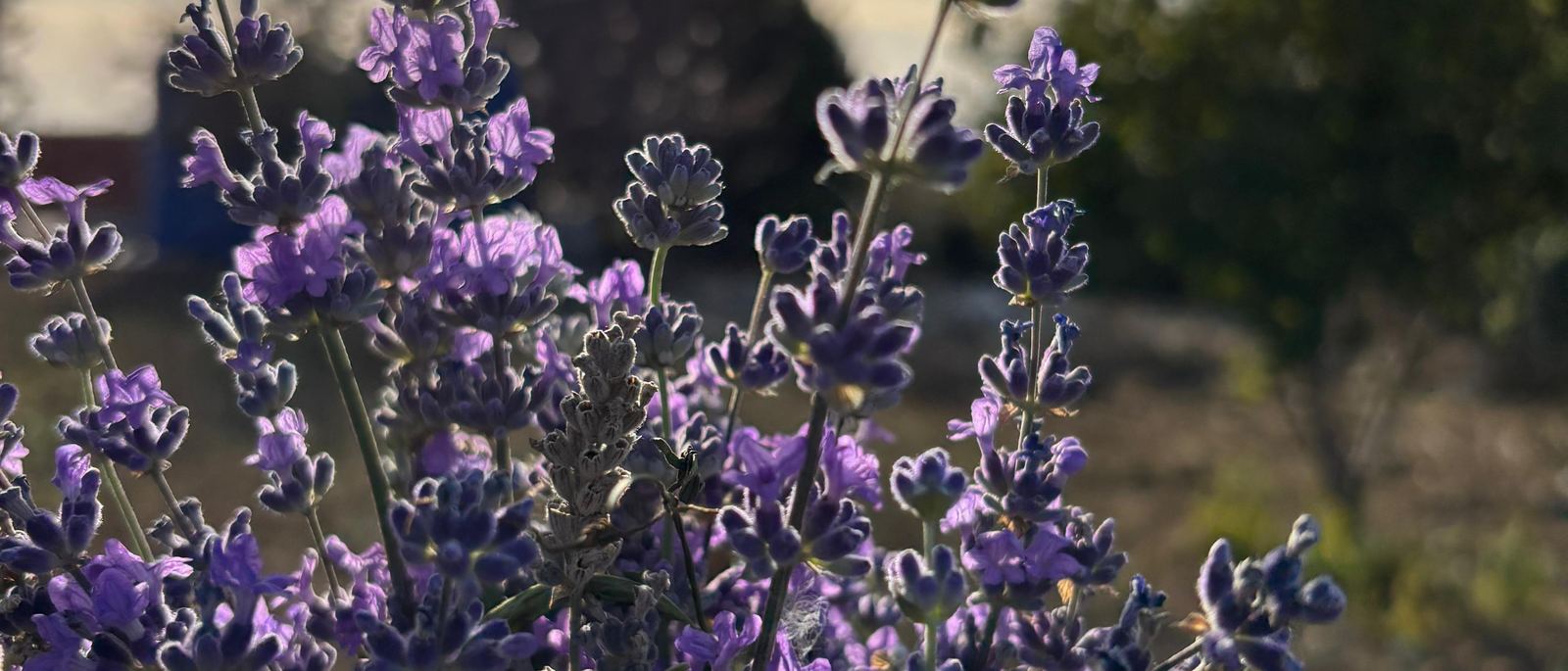 Lavender garden at the station / İstasyondaki lavanta bahçesi